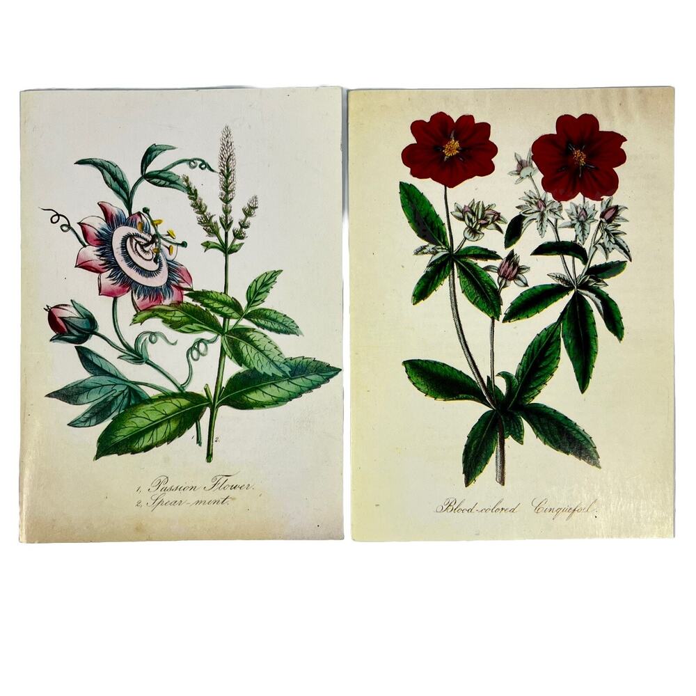 2 VTG Sierra Club Greeting Cards Botanical Scrapbooking Floral Art Blank Unused